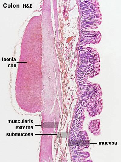 Layers Of Colon Histology