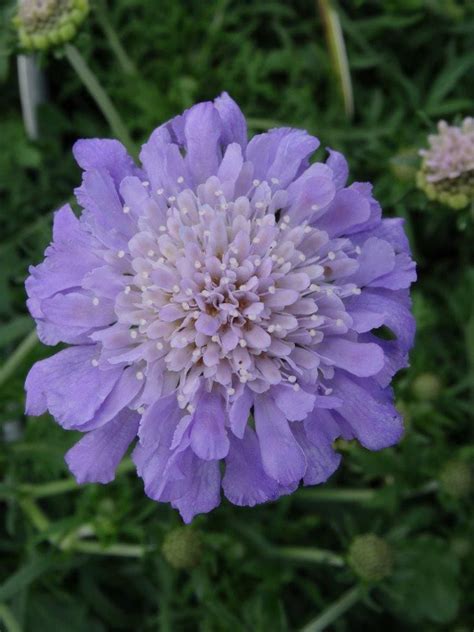 Butterfly Blue Pincushion Flower Plant Library Pahls Market