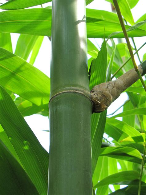 Xl Giant Timber Bamboo Bambusa Oldhamii Fast Growing Palms
