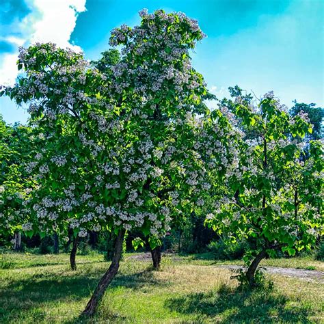 10 Fast Growing Trees To Fill Out Your Landscape With Images Fast
