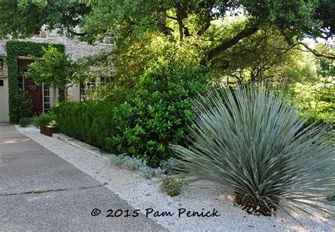So, what causes the white fuzz on cactus, and how do you get rid of. West Texas meets the Big Easy in the courtyard garden of ...
