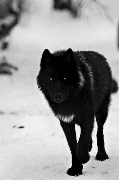 Black Wolf Wolf Spirit Animal Spirit Animal Wolf Hybrid