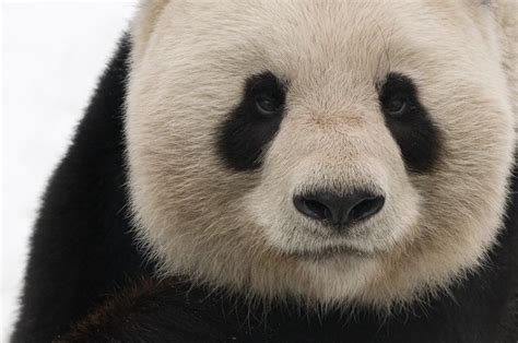 Giant Panda No Longer Endangered Wwf59
