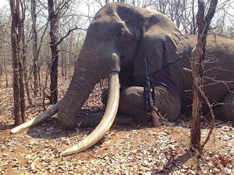 Biggest Elephant Killed In Africa In 30 Years Conjures Memories Of