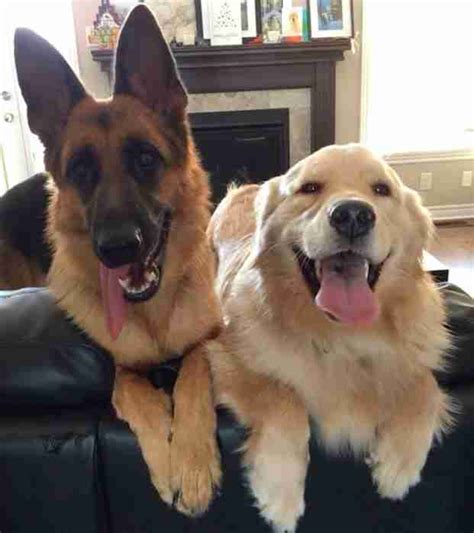German shepherds are big dogs, and cats are very small animals. Dog Best Friends Are So Excited To See Each Other At The ...