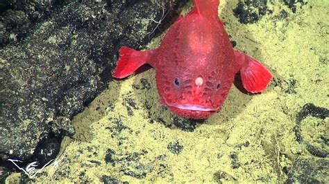Fishing In The Deep Observations Of A Deep Sea Anglerfish Youtube