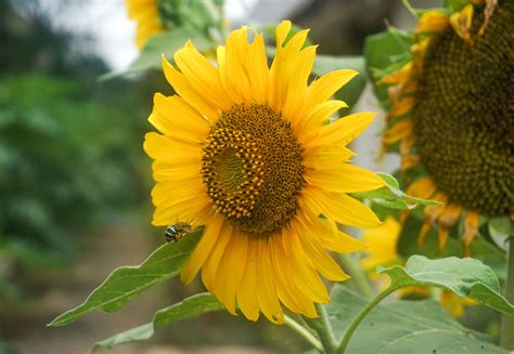 Saat kamu melihat bunga matahari, warnanya yang cerah akan membuatmu menjadi lebih bersemangat. Bunga Matahari - Thegorbalsla