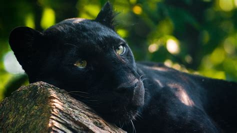Panther Animals Wallpapers Hd Desktop And Mobile Backgrounds