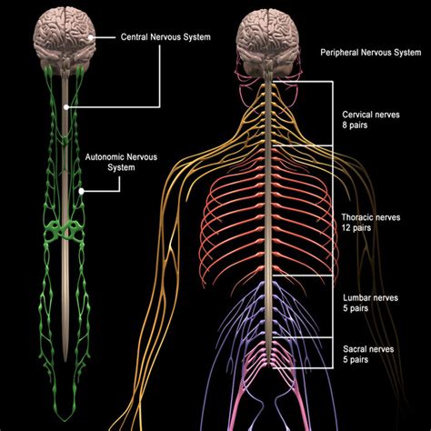 The nervous system consists of the central and the peripheral nervous system. 3d human nervous systems brain
