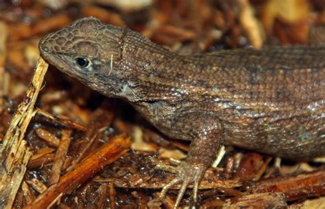 Eddmaps Record Id 1456410 Northern Curly Tailed Lizard Leiocephalus