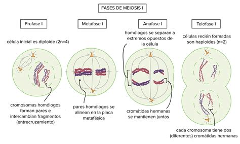 Meiosis Terminology Answers Meiosis Se 2 Studocu