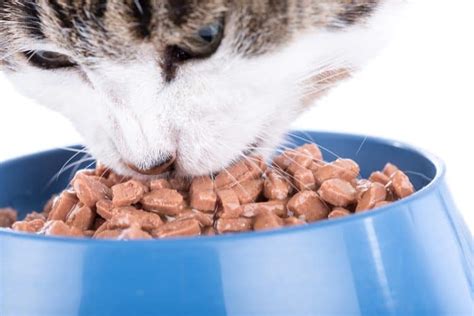 Learn what goes into cat food, how to read labels and the pet food industry's role in defining standards. Top 10 Best Wet Cat Foods 2020 - PetFoodBrands.net