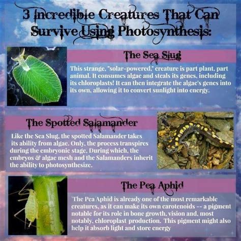 Maybe you would like to learn more about one of these? What Do Animals Use Glucose For? | DiabetesTalk.Net
