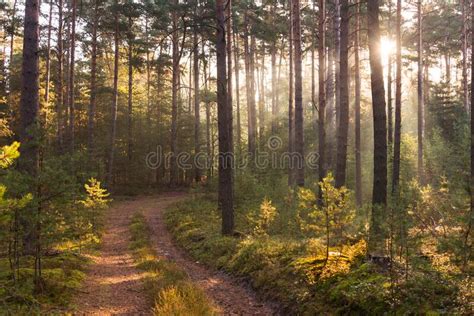 An Autumn Misty Morning In A Tall Pine Forest Stock Image Image Of