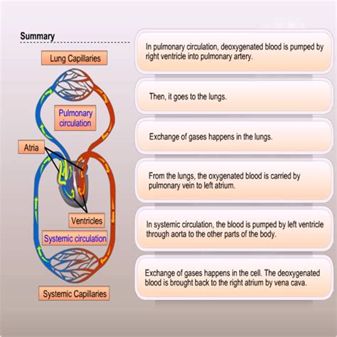 Summary Pulmonary And Systemic Circulation