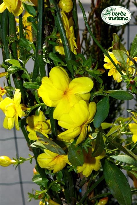 .delle piante sempreverdi, con indicazioni per la cura e il mantenimento ottimale delle piante. Jasminum mesnyi