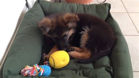 My 3 Months Old German Shepherd Puppy Youtube