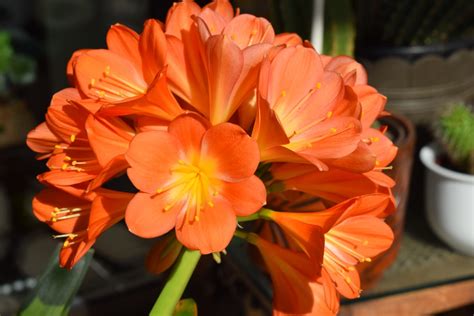È ornamentale, arbustivo, ha foglie alterne e i fiori sono campulati o tubolosi. Clivia coltivazione, riproduzione e cure di questa pianta