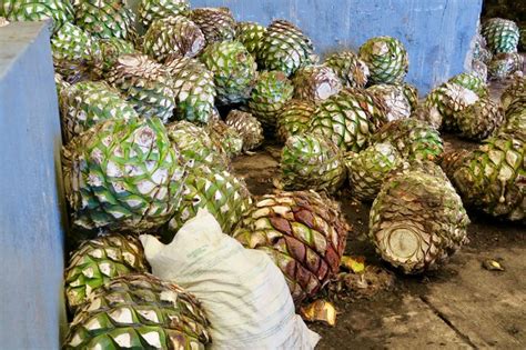 Cacti and succulent plants come in a variety of types, sizes, shapes, and colors. They look like pineapples but they're blue agave- bulbs ...