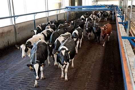 Dairy Herd Improvements To Promote Cow Welfare Dairy Global
