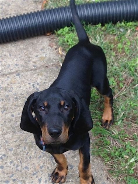 Black And Tan Coonhound Dog Breed Information And Pictures