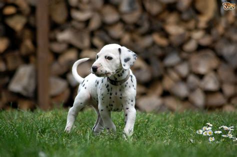 We expect every breeder to comply with all state laws and follow strict guidelines that we have put in place. Caring for your Dalmatian Puppy | Pets4Homes
