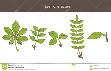 Leaf Character Set Of Different Type Leaves Biology