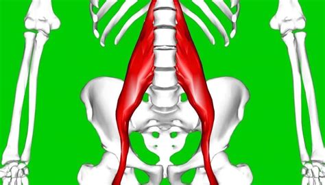 Muscles In Lower Back And Hip Factors Predictive Of Early Spa Si