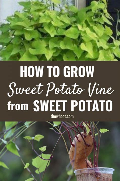 How To Grow A Sweet Potato Vine From A Sweet Potato Sweet Potato