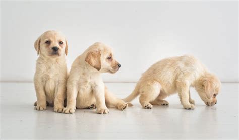 10 Super Easy Ways To Train An 8 Week Old Labrador Puppy World Of Dogz