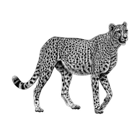 African Cheetah Big Cat Ink Illustration Ink Illustrations Cheetah