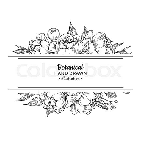 Flower vintage border. Vector peony | Stock vector | Colourbox