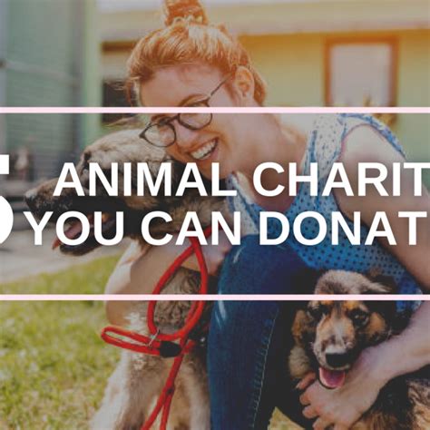 Top 15 Best Animal Charities You Can Donate To In 2021 The Sanctuary