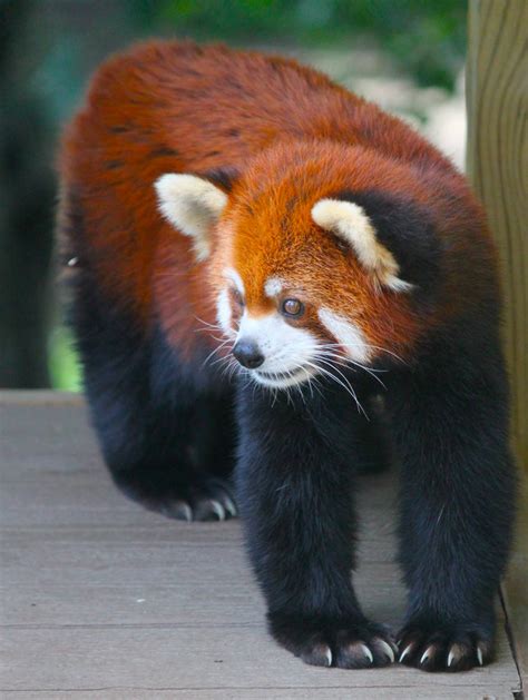Contented Red Panda By Williamjcovello On Deviantart