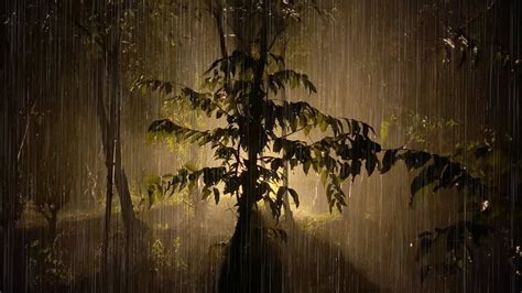 Go To Sleep With Heavy Rain In Forest At Night Rain Sound For Sleeping