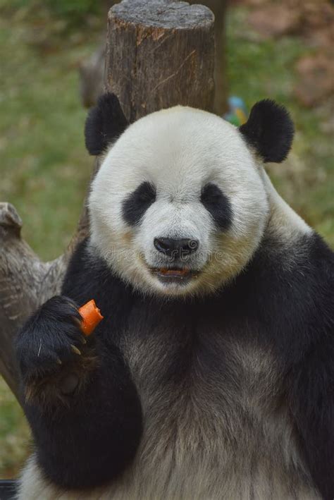Little Panda Bear Stock Photo Image Of Bear Cute Endangered 159488820