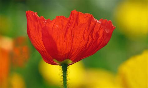 Bold Colors Red Iceland Poppy Nancy Chow Flickr