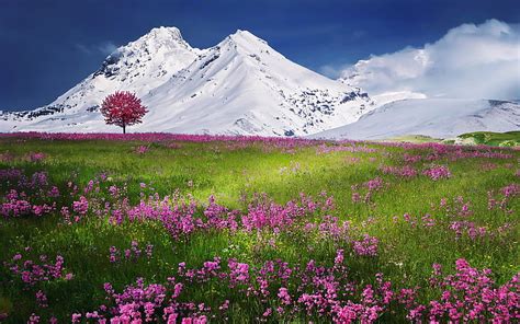 Hd Wallpaper Snow Mountains Landscape Flower Flowering Plant Beauty