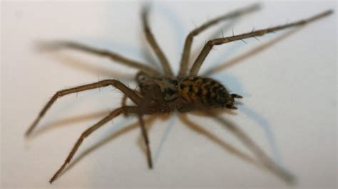 Spider Phobia Brain Processes Unconscious Fear Bbc News