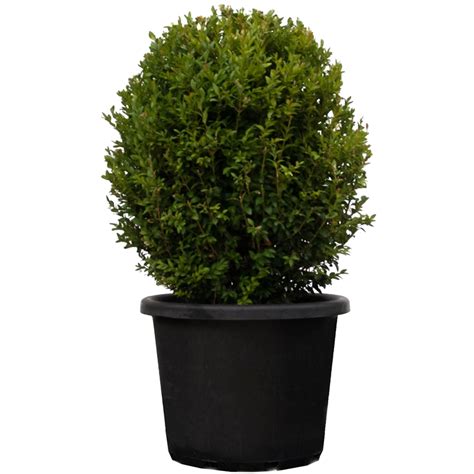 400mm English Box Buxus Sempervirens Bunnings Warehouse