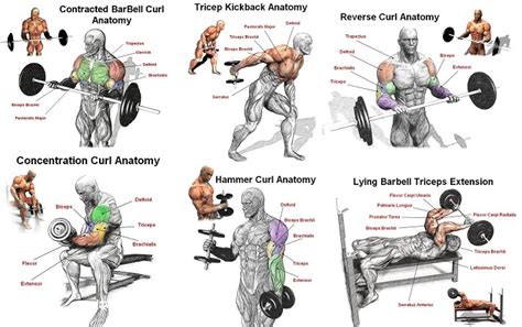 Tricep Workout Routine For Mass | EOUA Blog