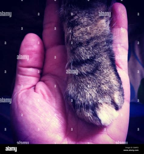 Cat Paw Hi Res Stock Photography And Images Alamy