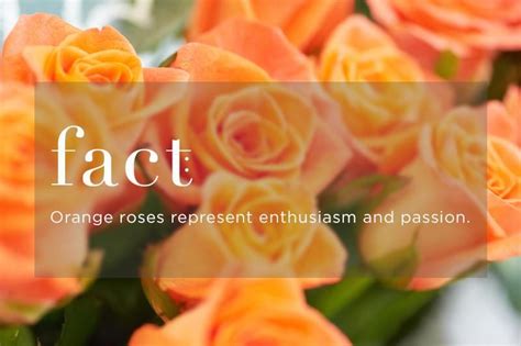 Know Your Rose Meanings Give The Right Rose Fresh By Ftd Rose