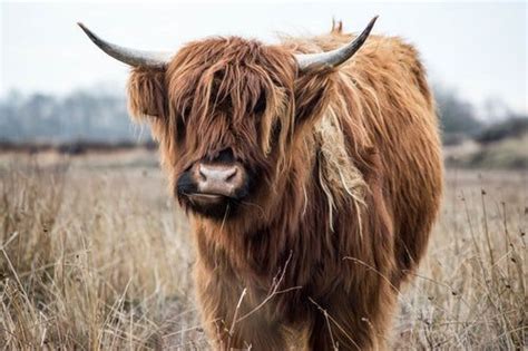 brown ox | Cow pictures, Cow photos, Cow