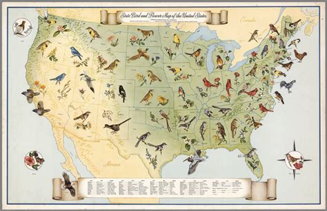 State Bird And Flower Map Of The United States Published By Barton