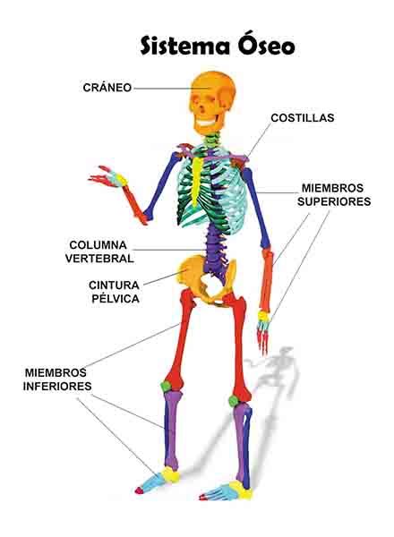 El Blog De El Divino Sistema óseo