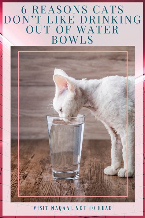 Other conditions that can mimic the symptoms of feline colon cancer include gastric blockage, viral, bacterial and fungal infection, colitis and parasitic infestation. Do cats drink water from a bowl? Why won't my cat drink ...