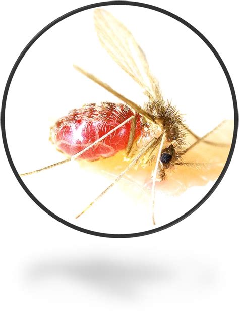 What Do Gnats Look Like؟ Full Guide Bites Treatment