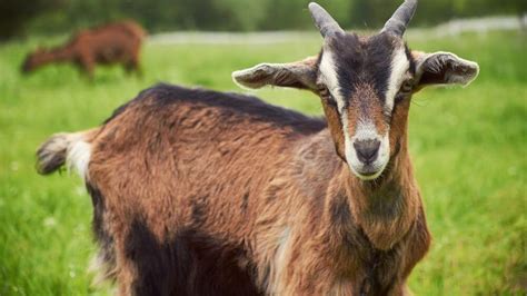 Goat Animal Facts For Kids Kidpid