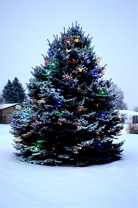 Outdoor Christmas Tree Decorated Photograph By Sean M Fine Art America